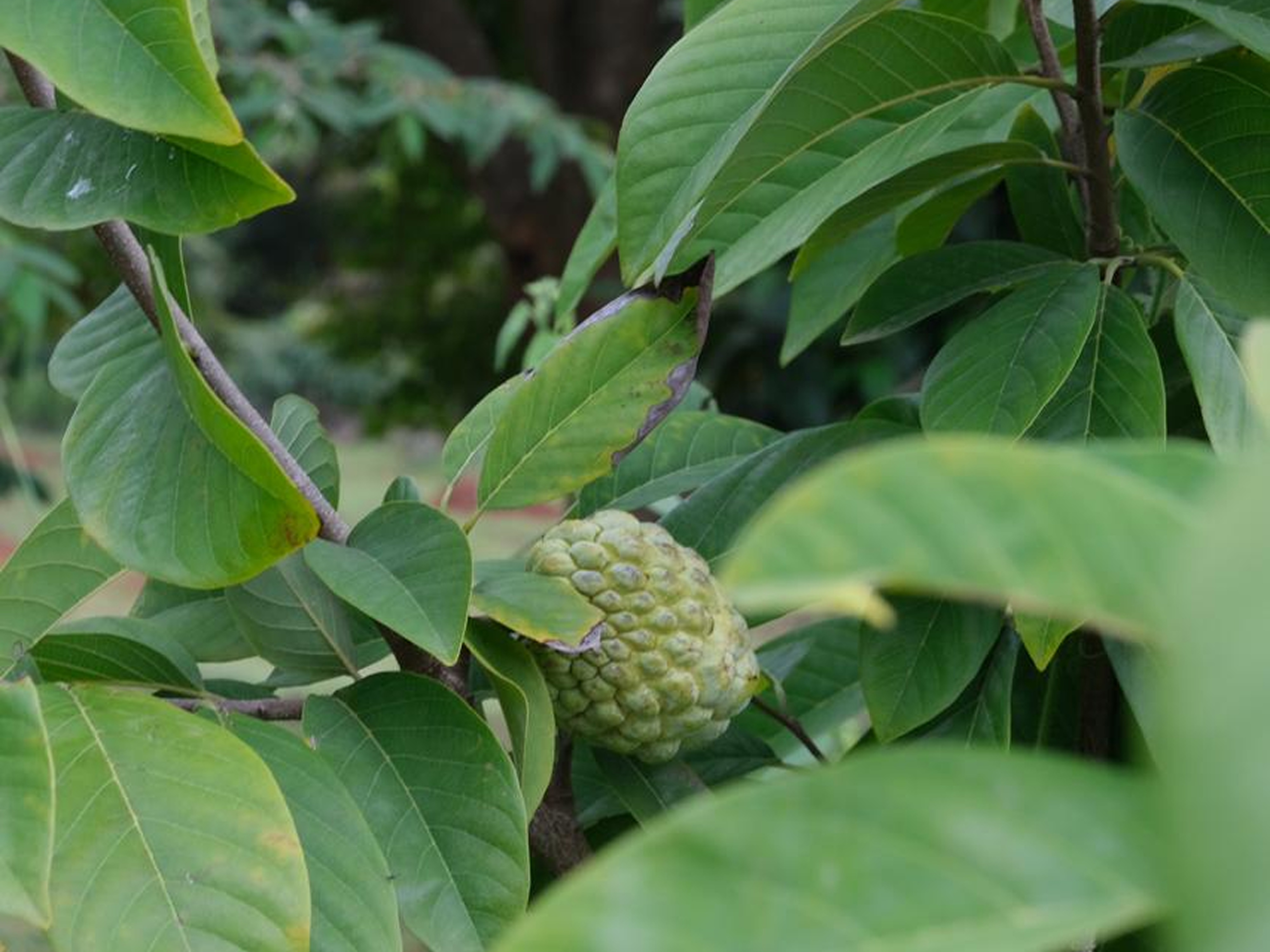 Farm Stay Near Bangalore and Hosur